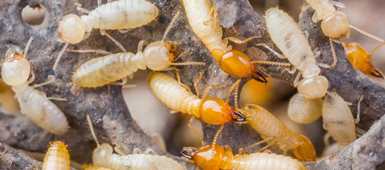 Get a termite (or wood destroying insect) inspection from SHA HOME INSPECTIONS