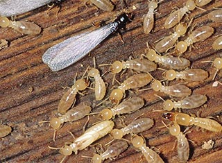 A close up look at termites.